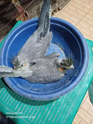 ককাটেল,কুনুর,লাভ বার্ড