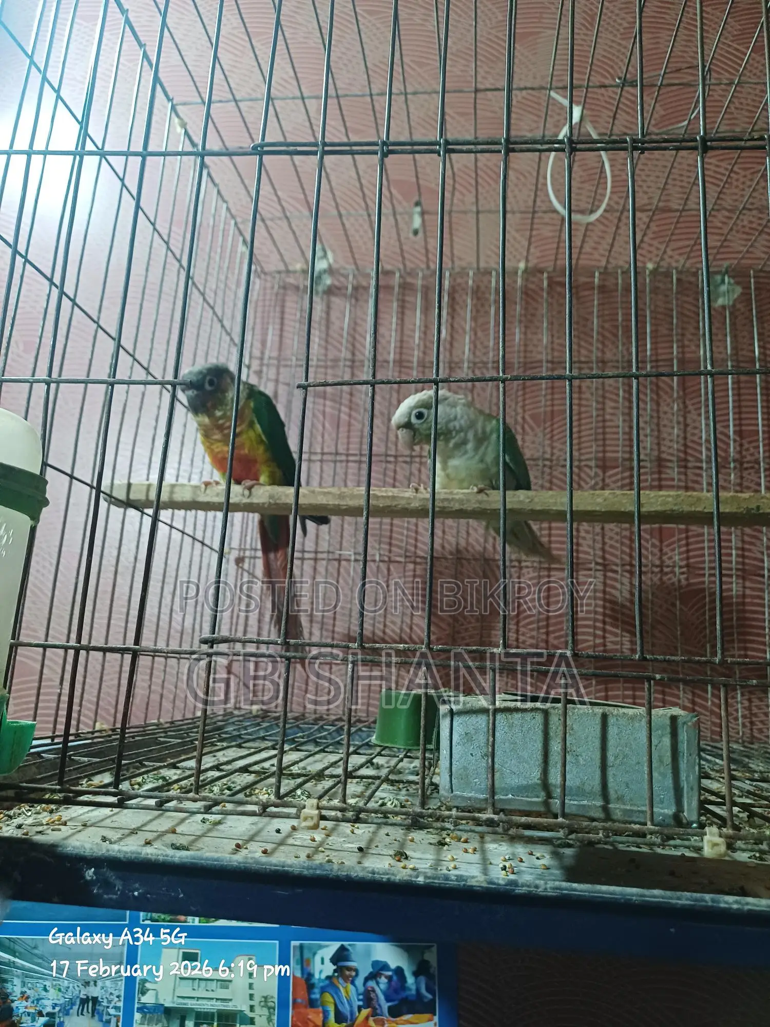ককাটেল,কুনুর,লাভ বার্ড
