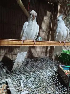 ককাটেল,কুনুর,লাভ বার্ড