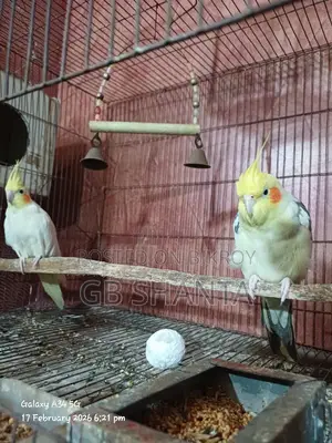 ককাটেল,কুনুর,লাভ বার্ড