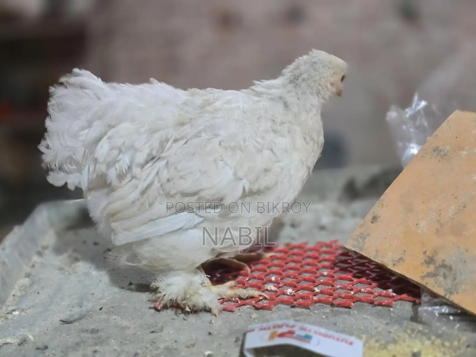 White Cochin Baby