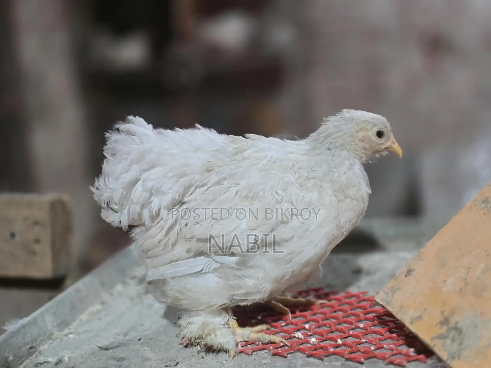 White Cochin Baby