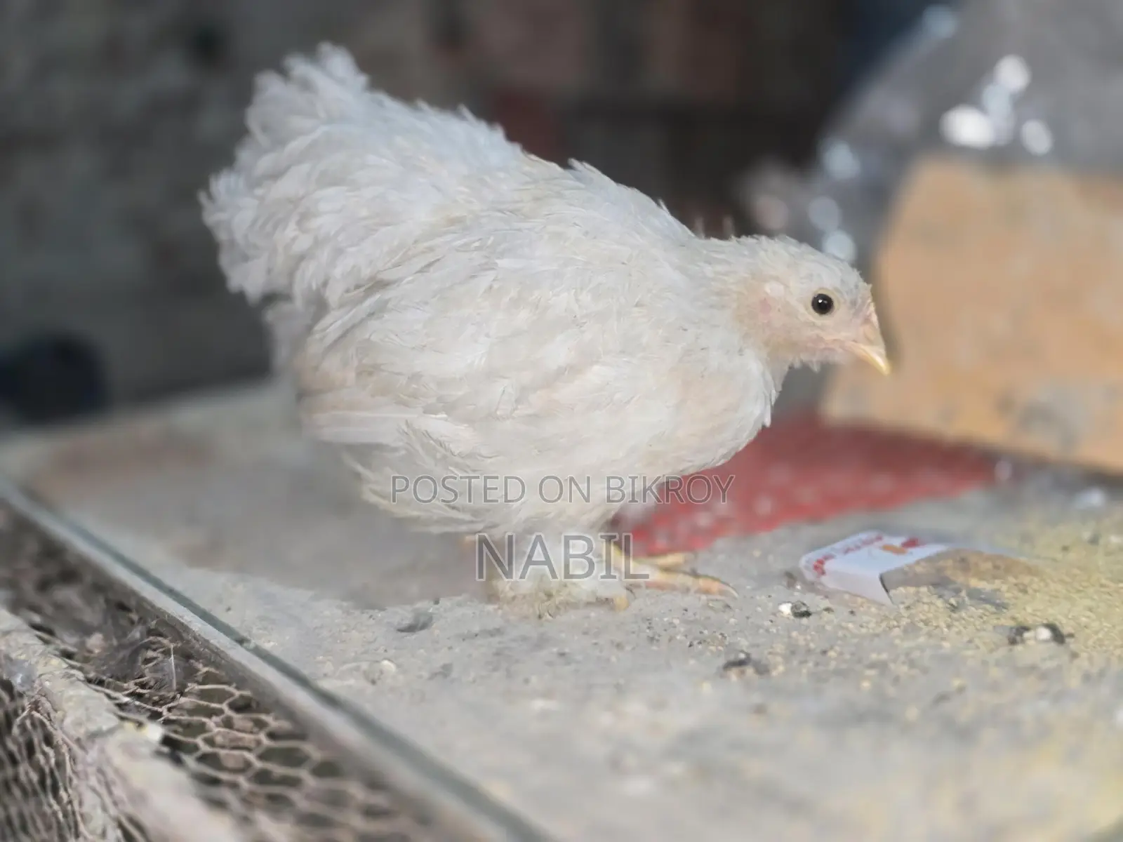 White Cochin Baby
