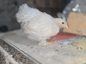 White Cochin Baby