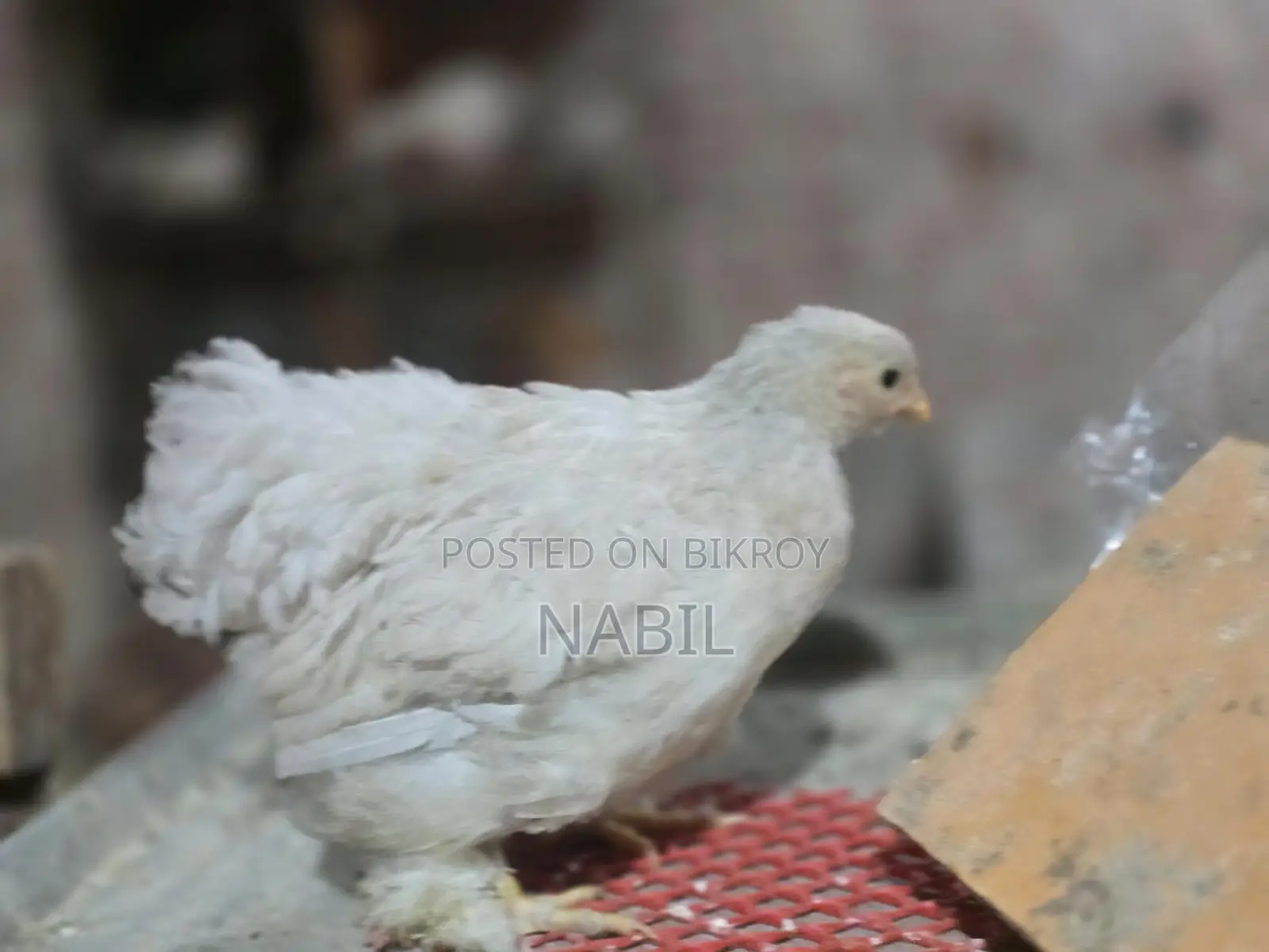 White Cochin Baby