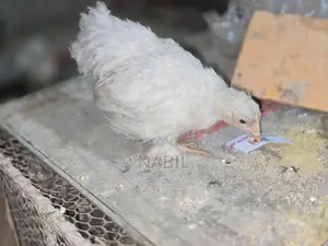 White Cochin Baby