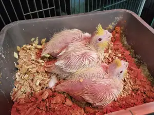 Cockatiel ten size baby
