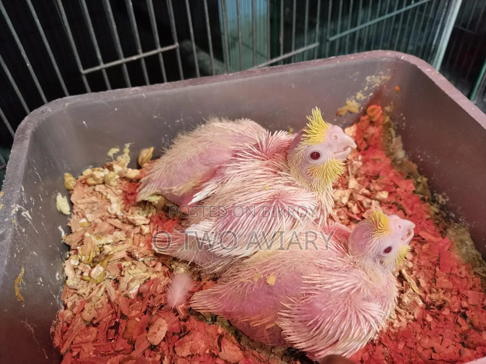 Cockatiel ten size baby