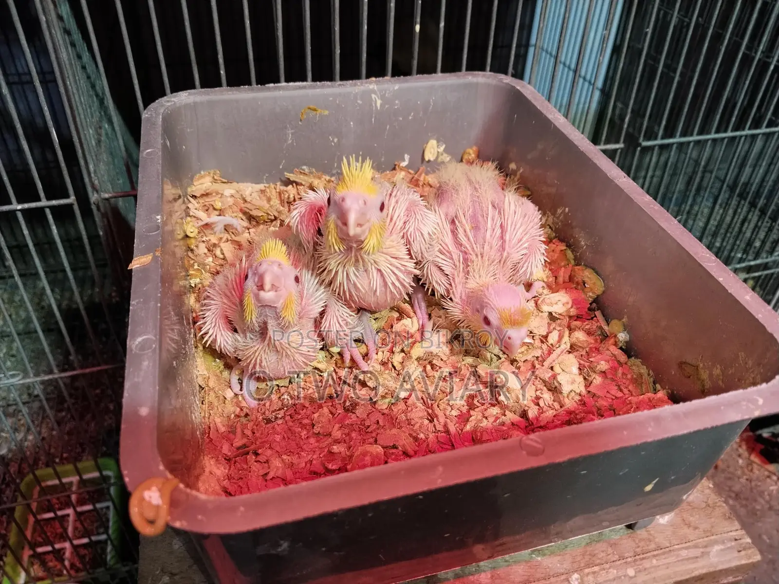 Cockatiel ten size baby