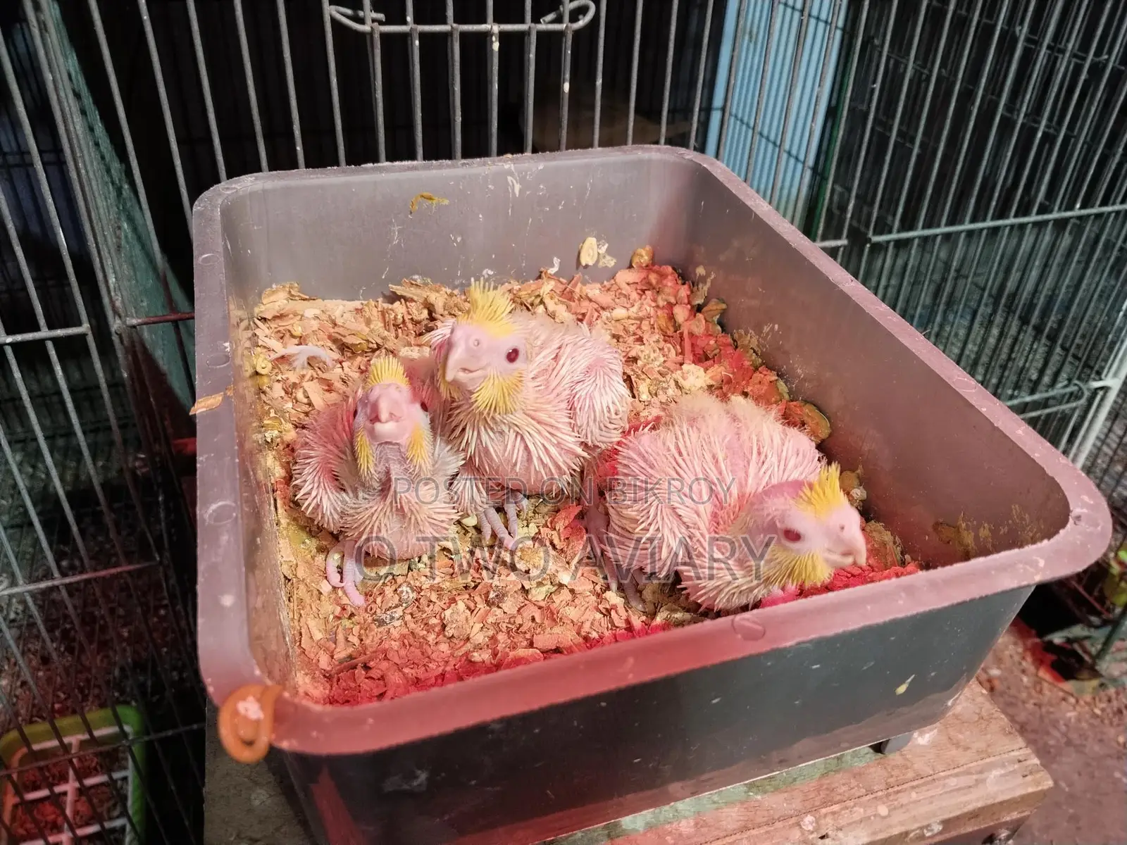 Cockatiel ten size baby