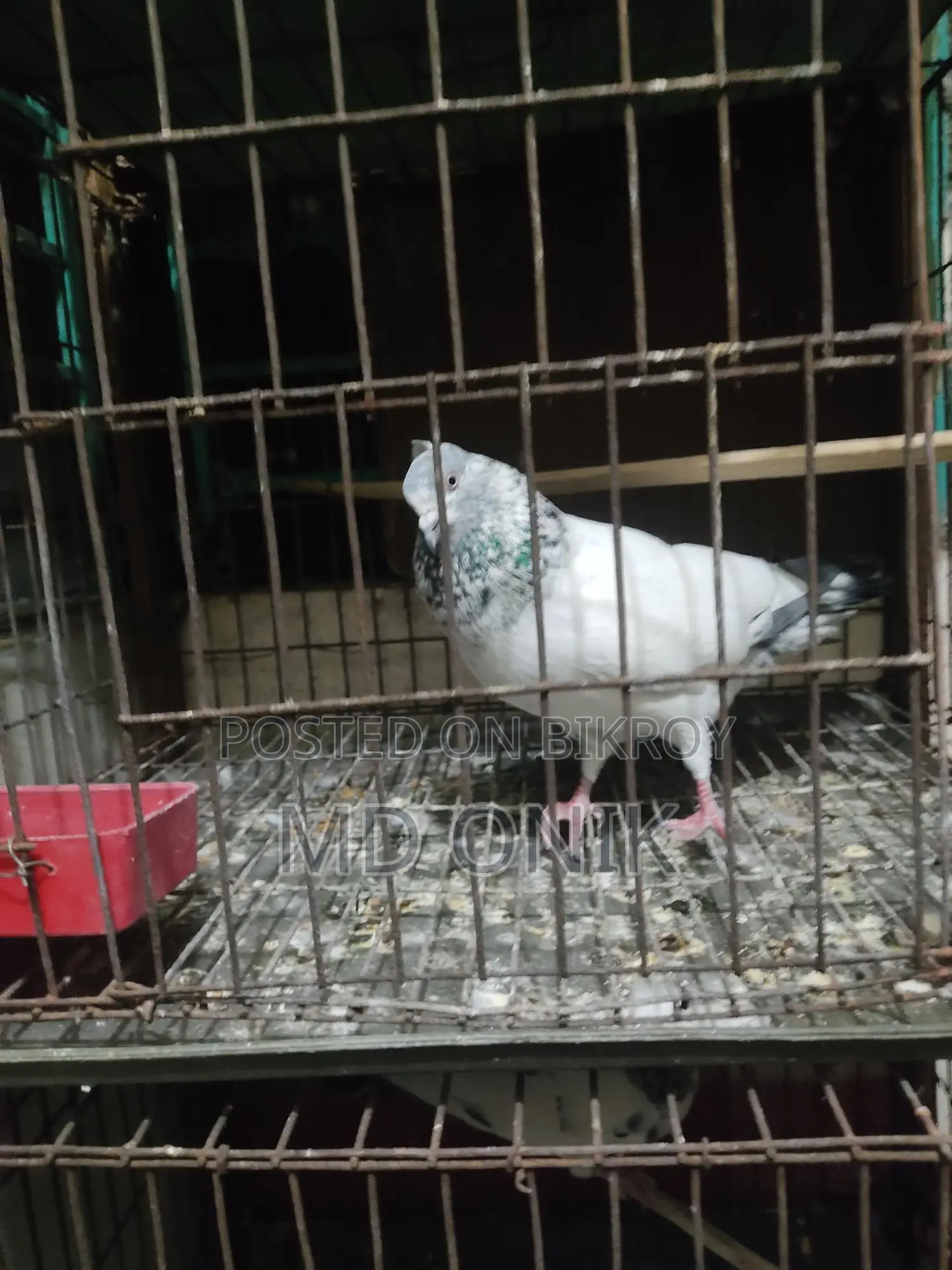 কবুতর