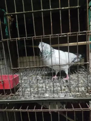 কবুতর
