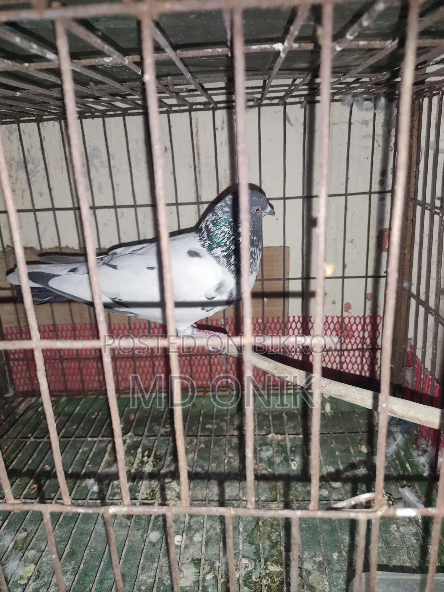 কবুতর