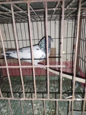 কবুতর