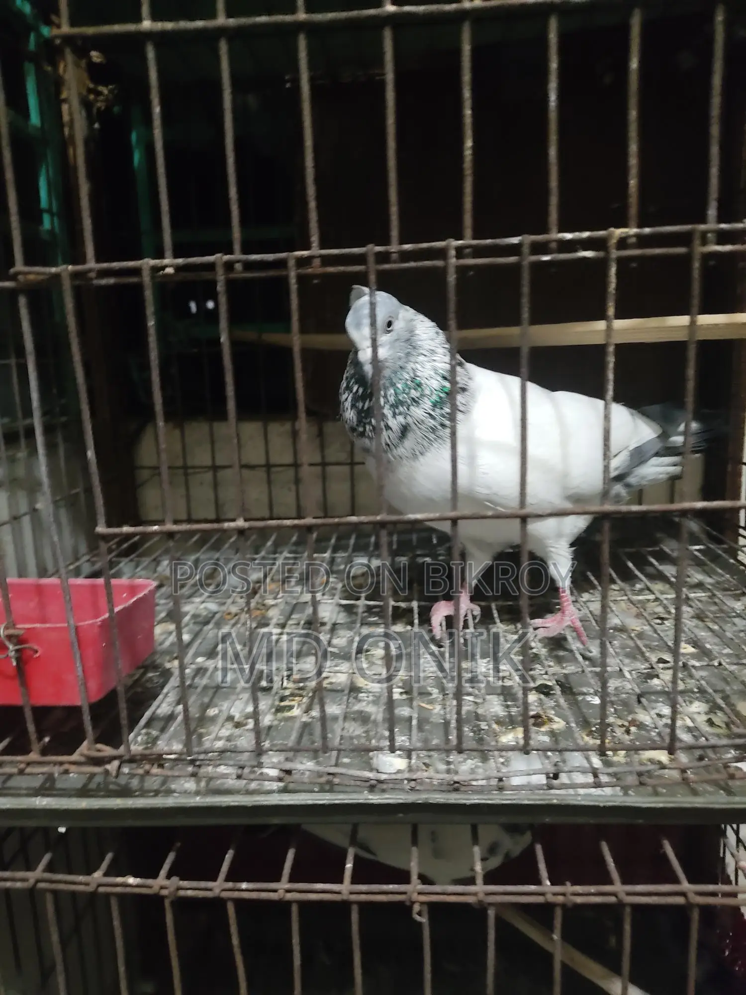 কবুতর