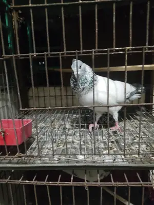 কবুতর