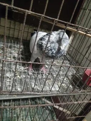 কবুতর