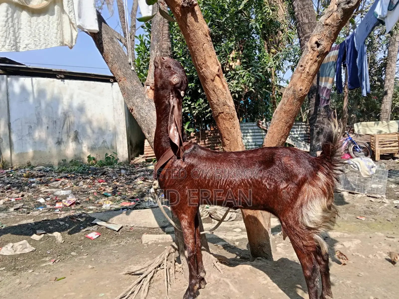 Meoti Tota Cross Goat