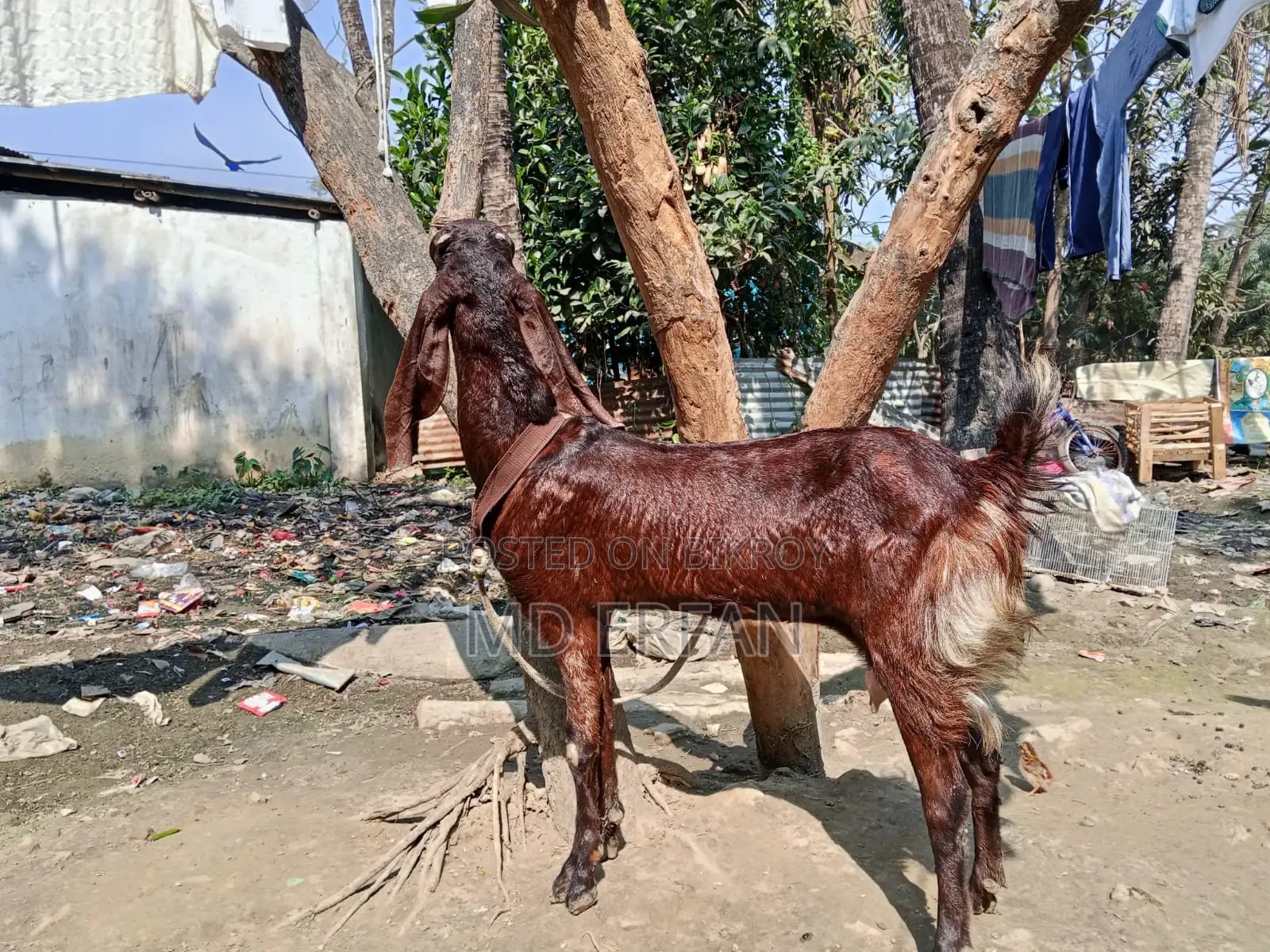 Meoti Tota Cross Goat