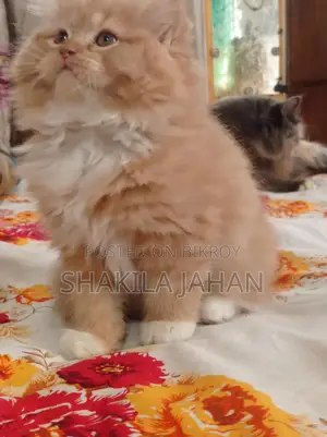 পার্সিয়ান ফিমেল বিড়ালছানা