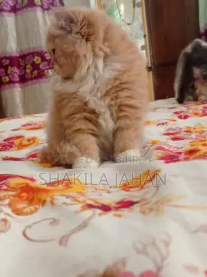 পার্সিয়ান ফিমেল বিড়ালছানা