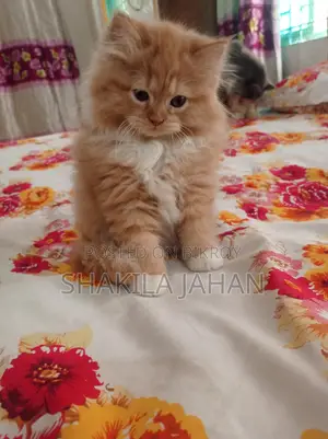 পার্সিয়ান ফিমেল বিড়ালছানা