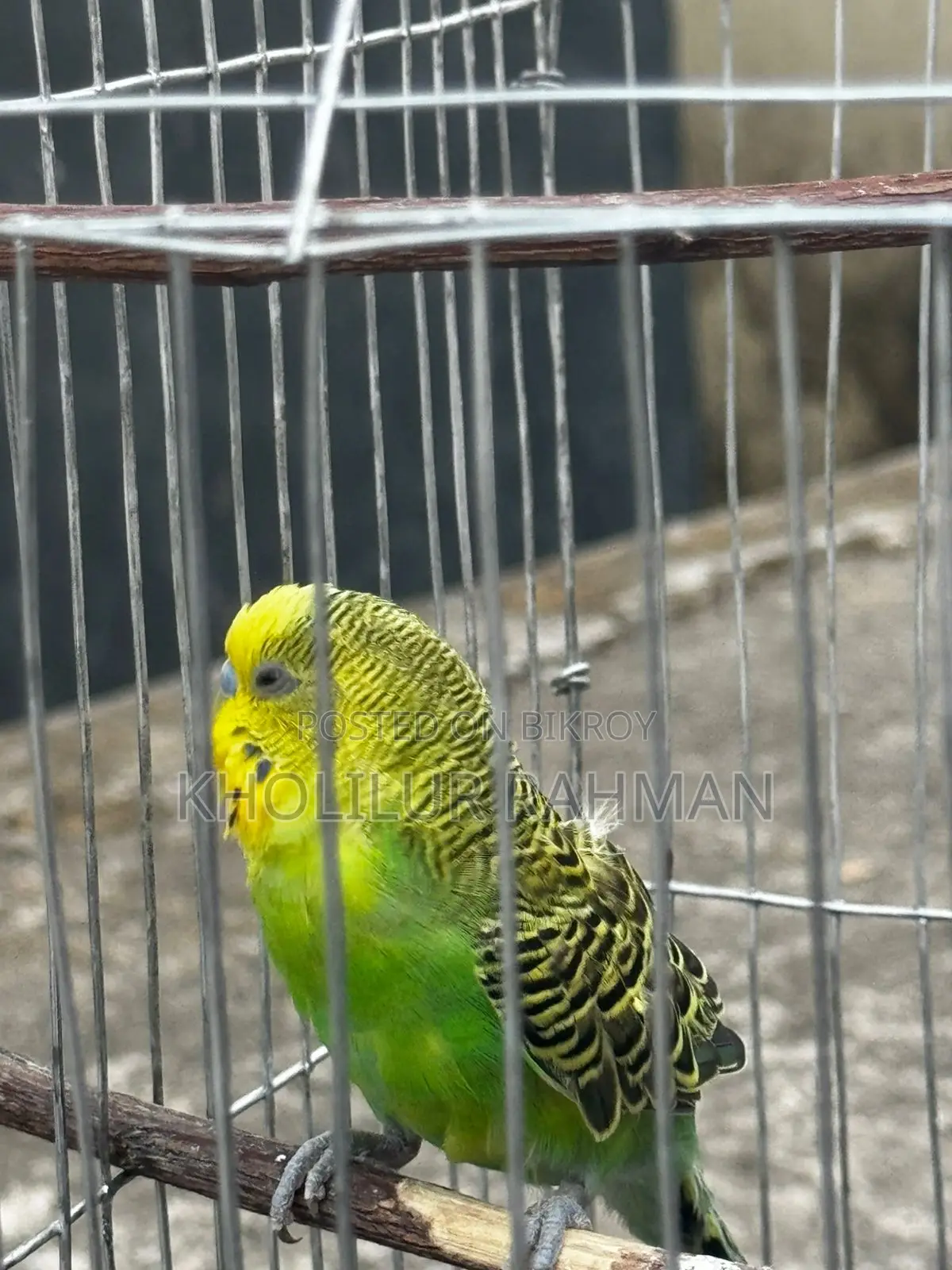 ১টি বাজরিগার পাখি