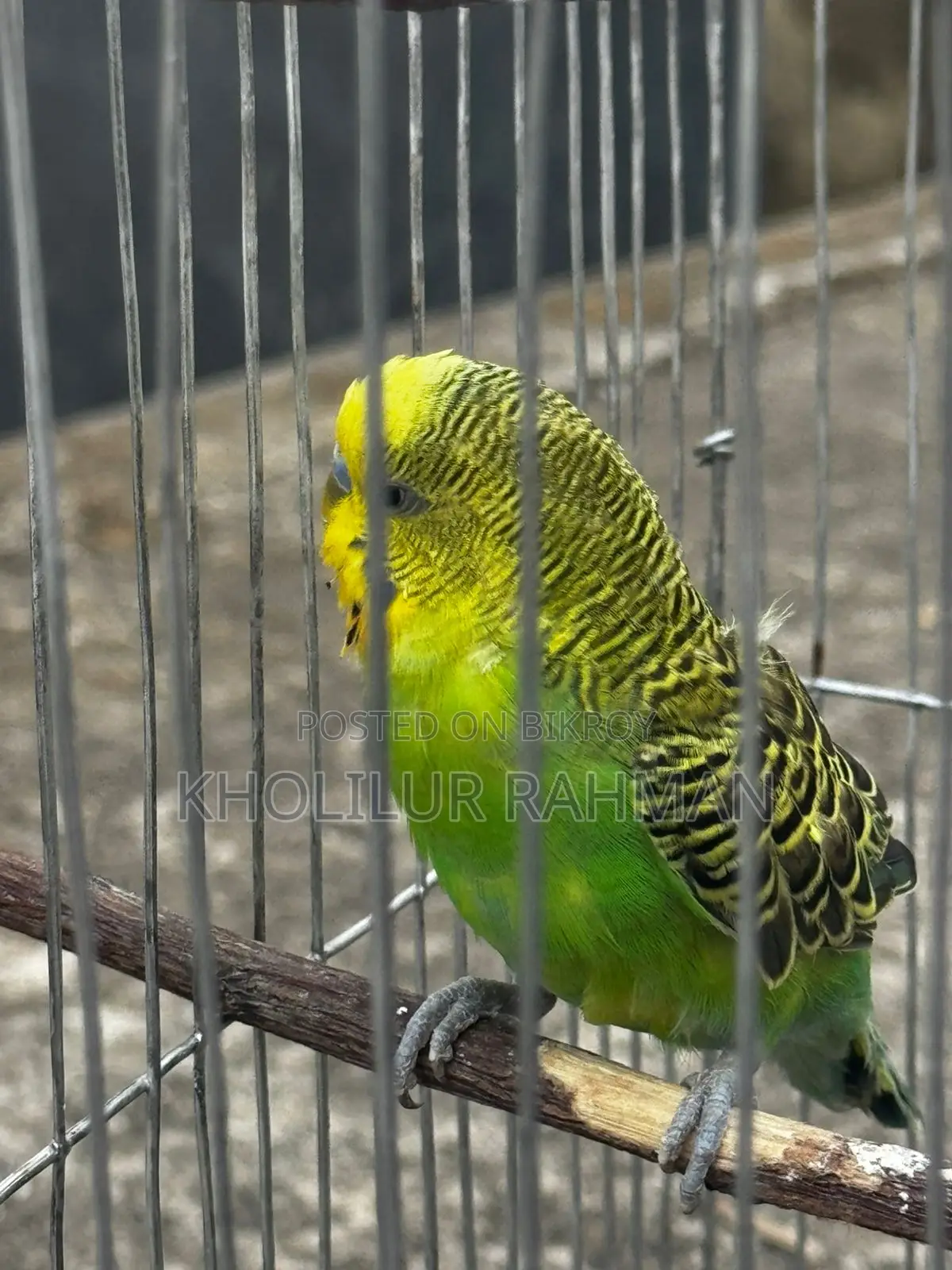 ১টি বাজরিগার পাখি
