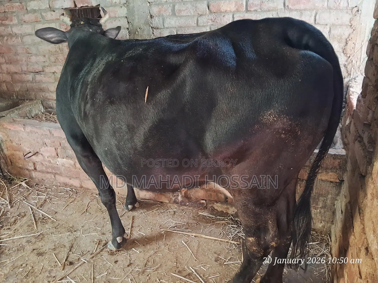 Friesian Cow (3rd Lactation)