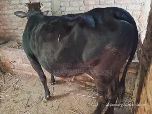 Friesian Cow (3rd Lactation)