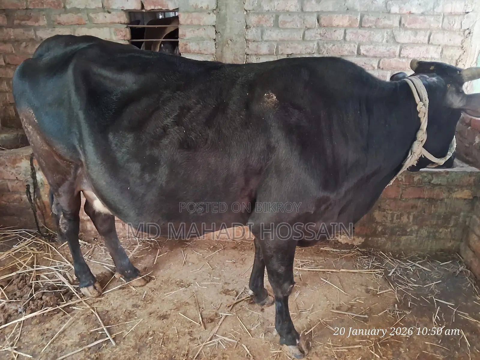 Friesian Cow (3rd Lactation)