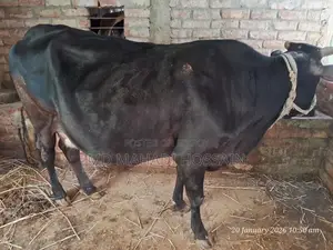 Friesian Cow (3rd Lactation)