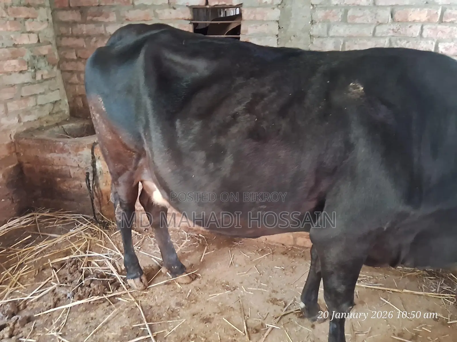 Friesian Cow (3rd Lactation)