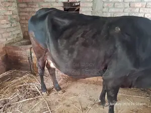 Friesian Cow (3rd Lactation)