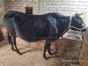 Friesian Cow (3rd Lactation)