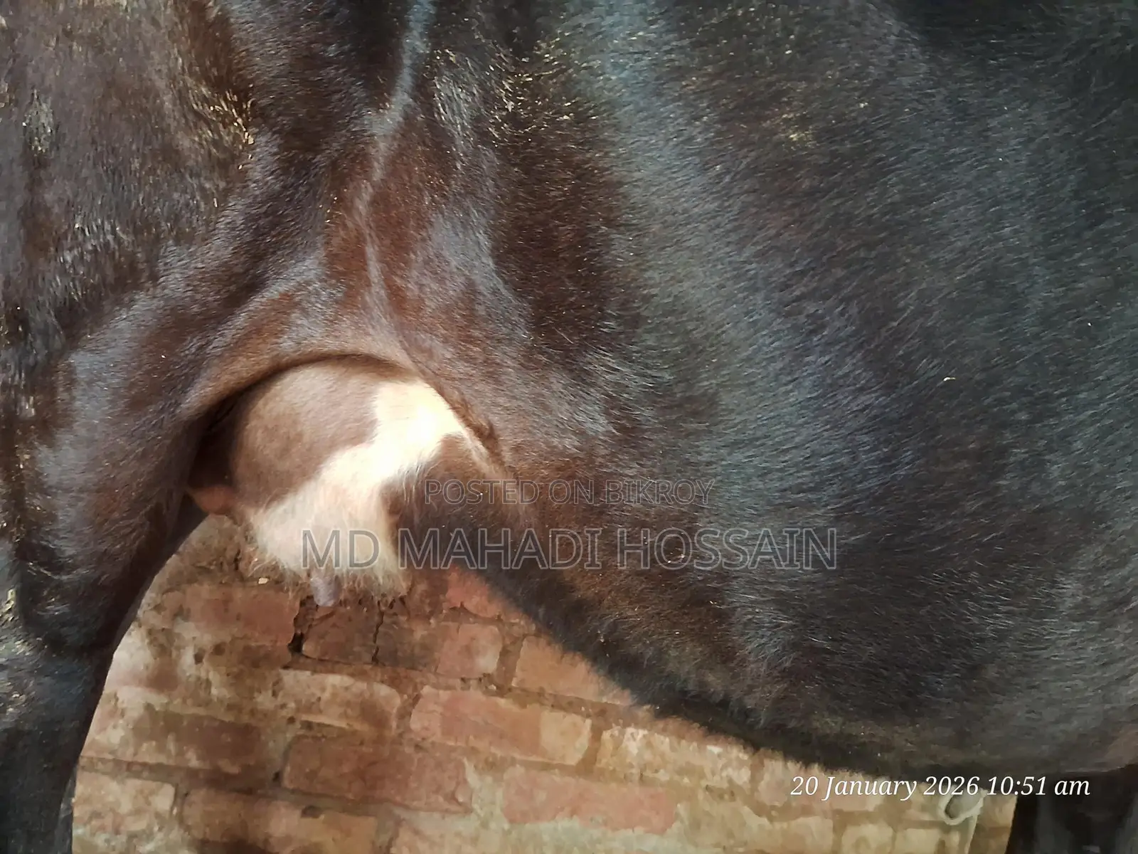 Friesian Cow (3rd Lactation)