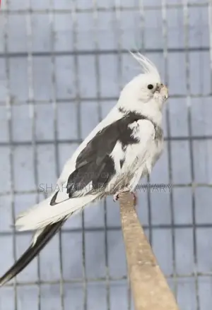 Elvino Pied Running Male