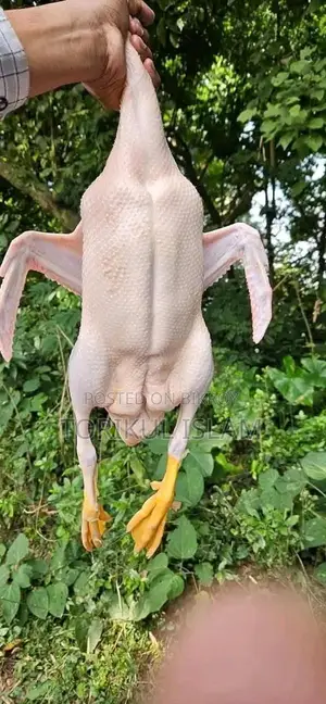 Beijing Duck