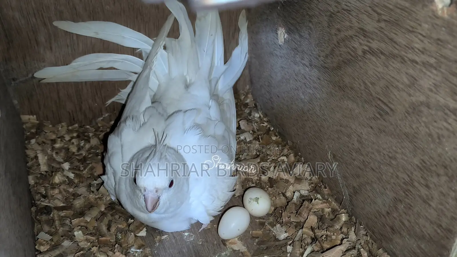 এলভিনো ককাটেইল রানিং পেয়ার
