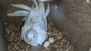 এলভিনো ককাটেইল রানিং পেয়ার