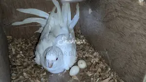 এলভিনো ককাটেইল রানিং পেয়ার