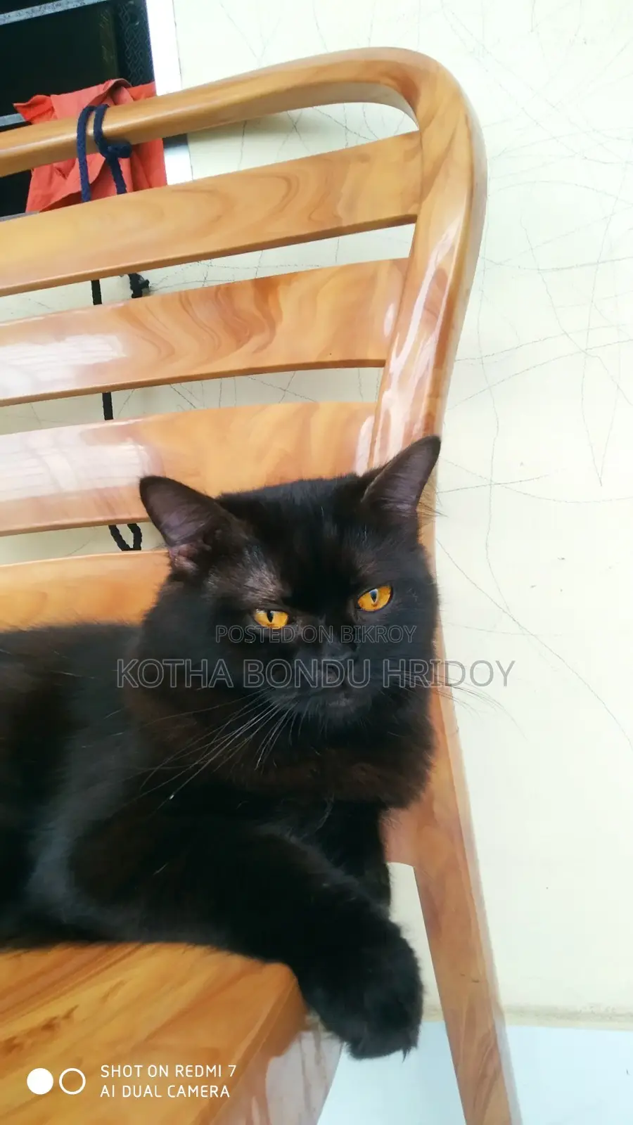 High-Quality Mixed Persian Cat