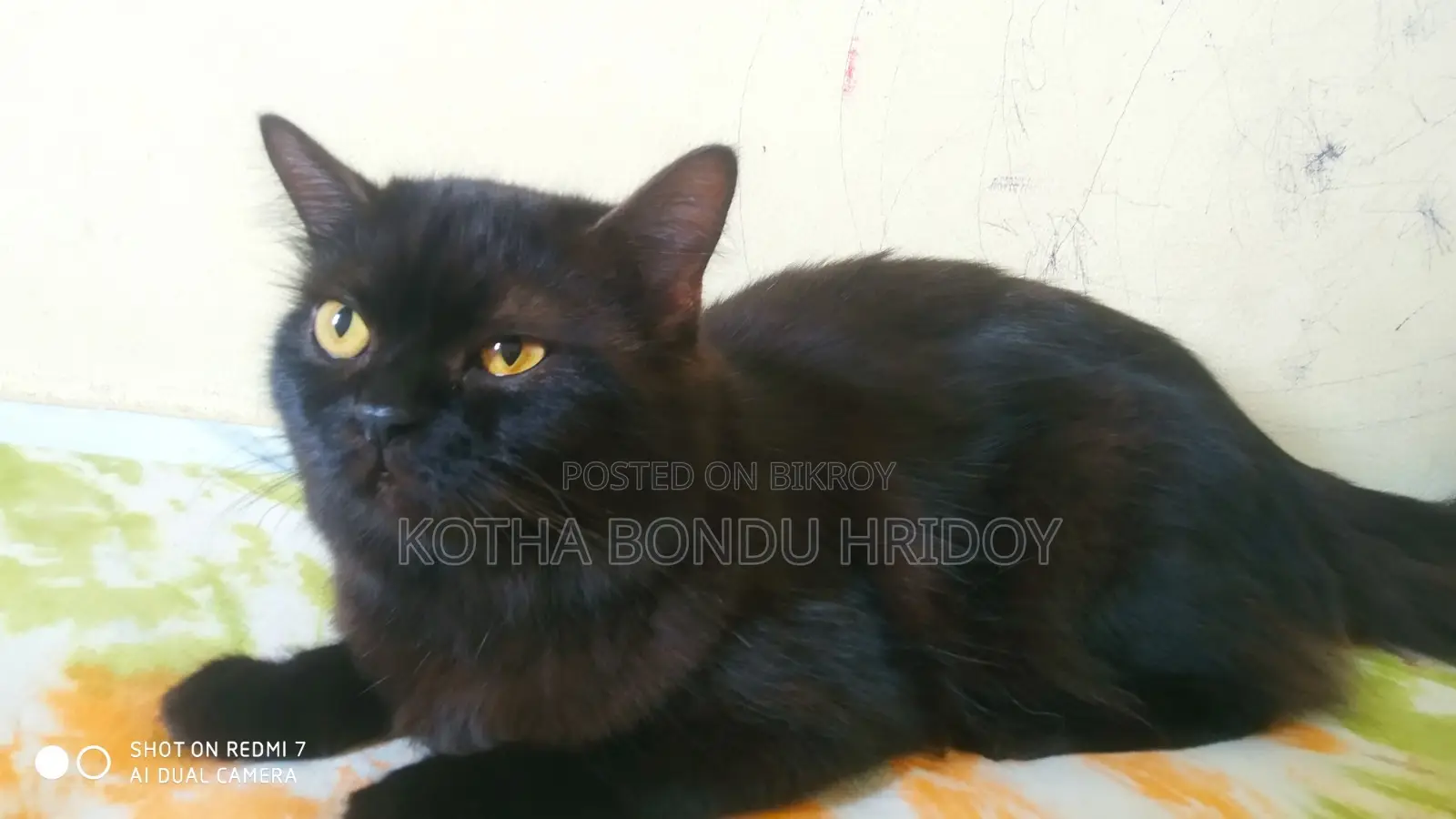 High-Quality Mixed Persian Cat