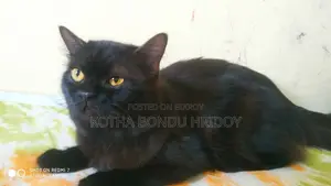 High-Quality Mixed Persian Cat