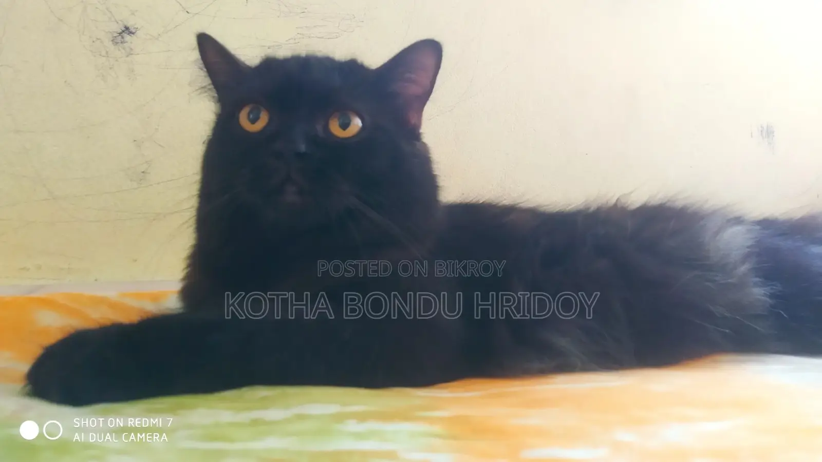 High-Quality Mixed Persian Cat