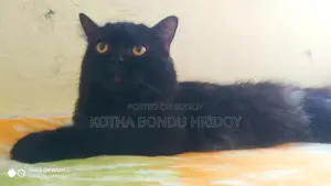 High-Quality Mixed Persian Cat