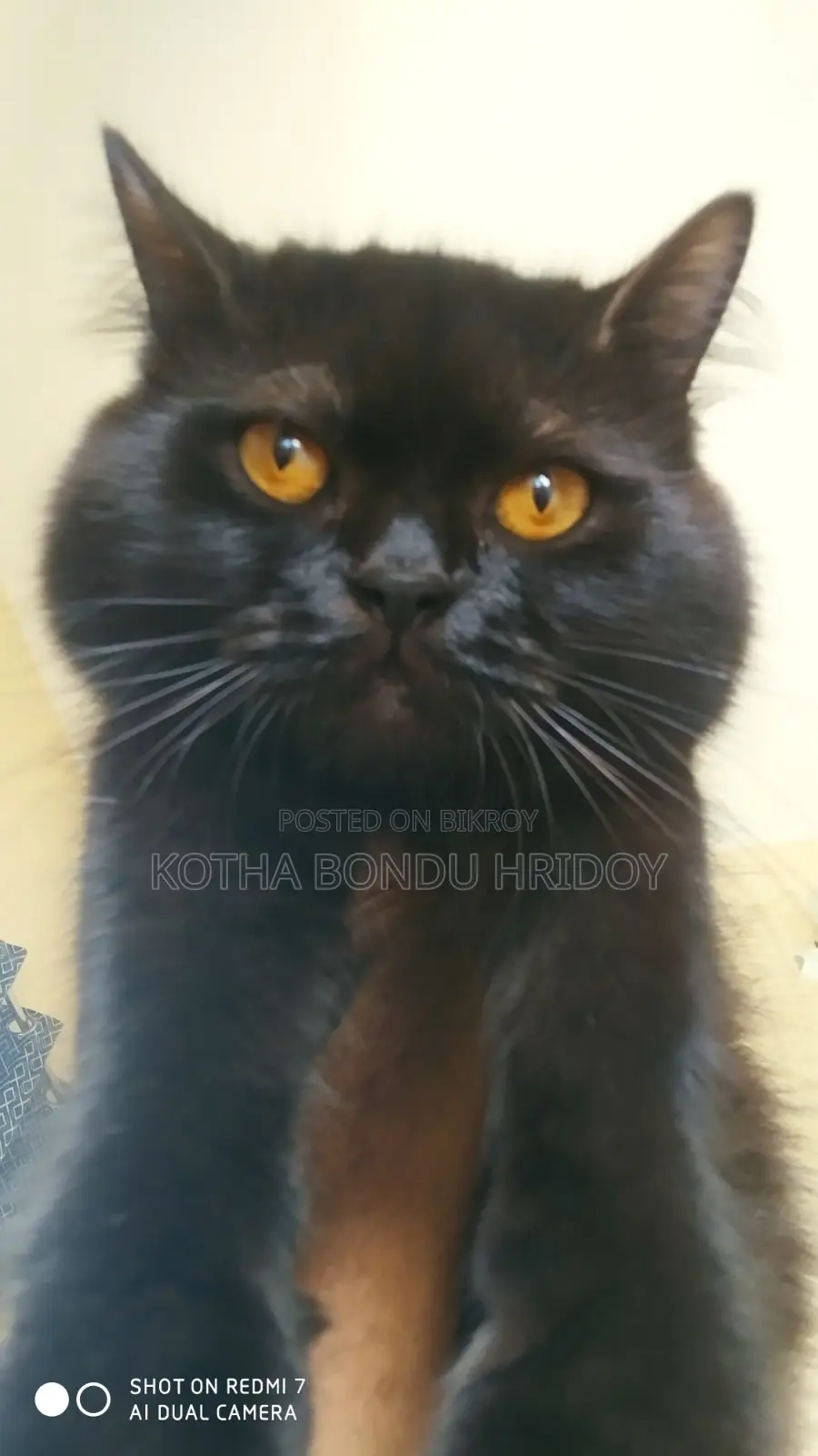 High-Quality Mixed Persian Cat