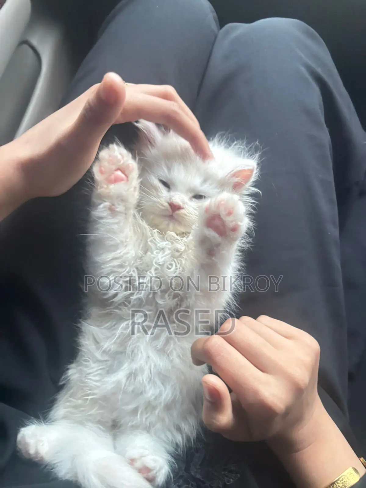Persian Male Kitten
