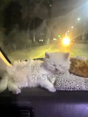Persian Male Kitten