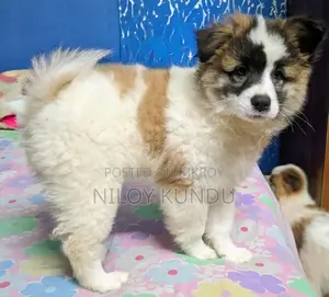 Pure Breed German Spitz